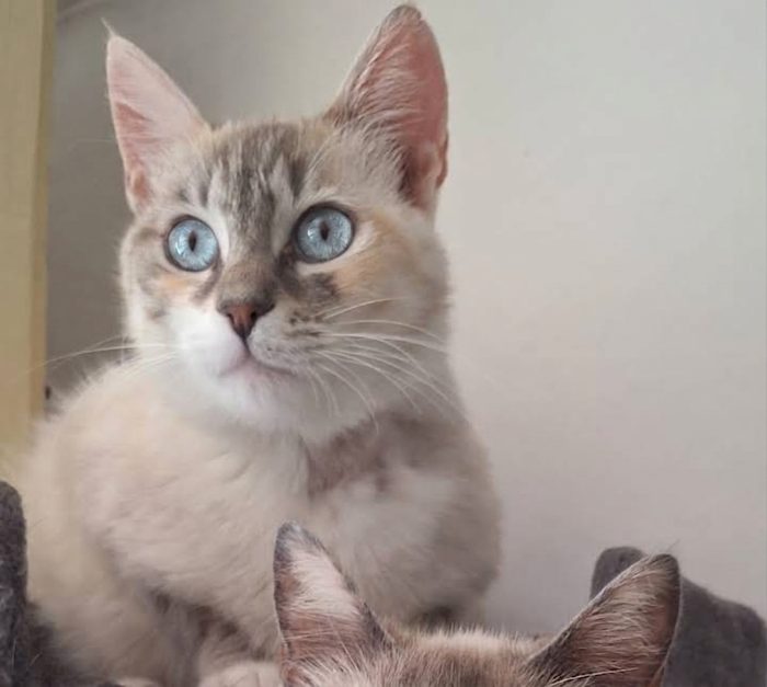 Perla, occhi azzurri e un cuore dolcissimo