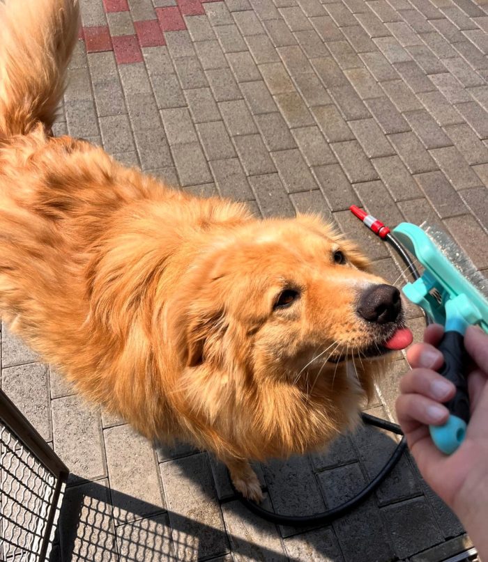DIOR SIMPATICO CANE FULVO