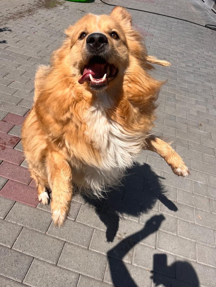 DIOR SIMPATICO CANE FULVO