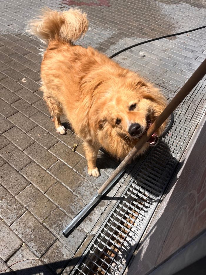 DIOR SIMPATICO CANE FULVO
