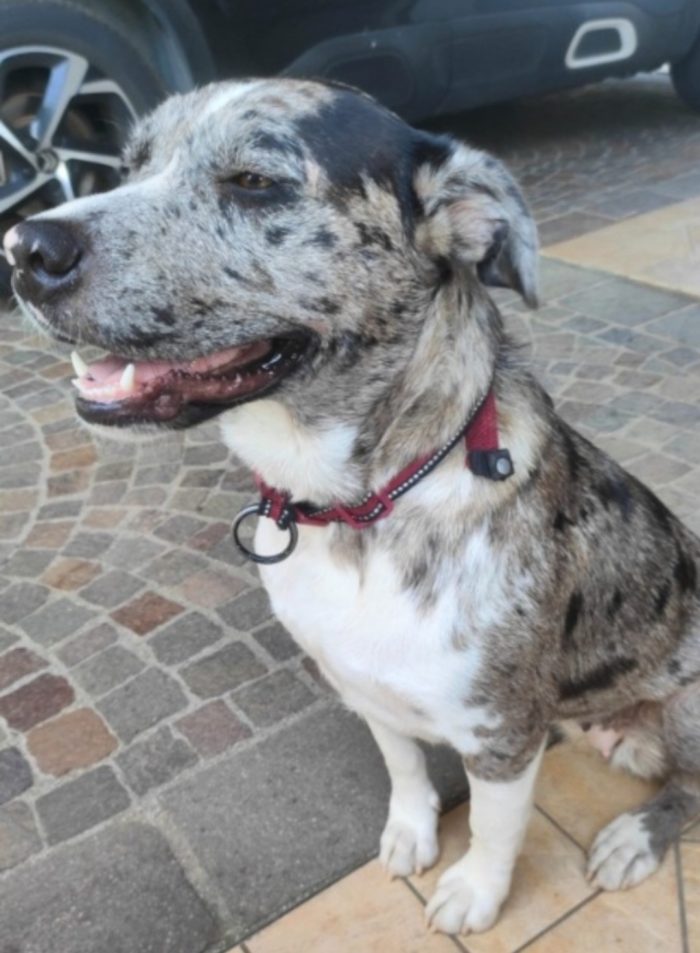 Femmina mix Amstaff/Pastore Lagorai 3anni TREVISO