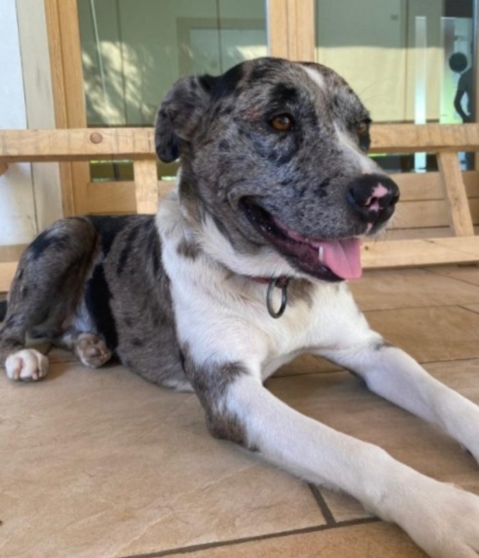 Femmina mix Amstaff/Pastore Lagorai 3anni TREVISO