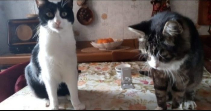2mici anzianetti rimasti soli. PAVIA SOS