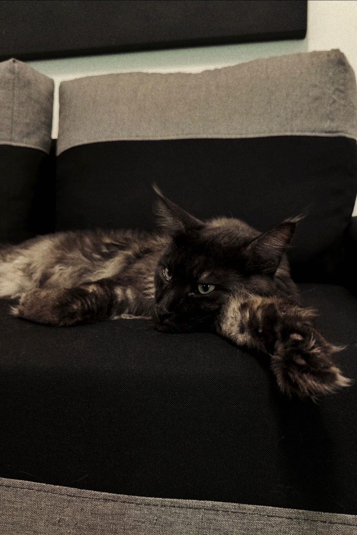ISAAC Gatto Maine coon