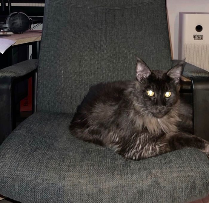 ISAAC Gatto Maine coon