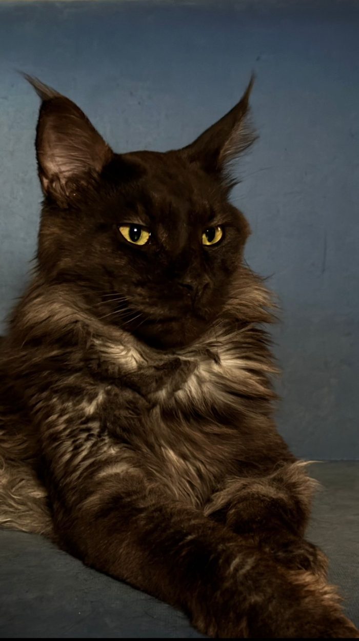 ISAAC Gatto Maine coon