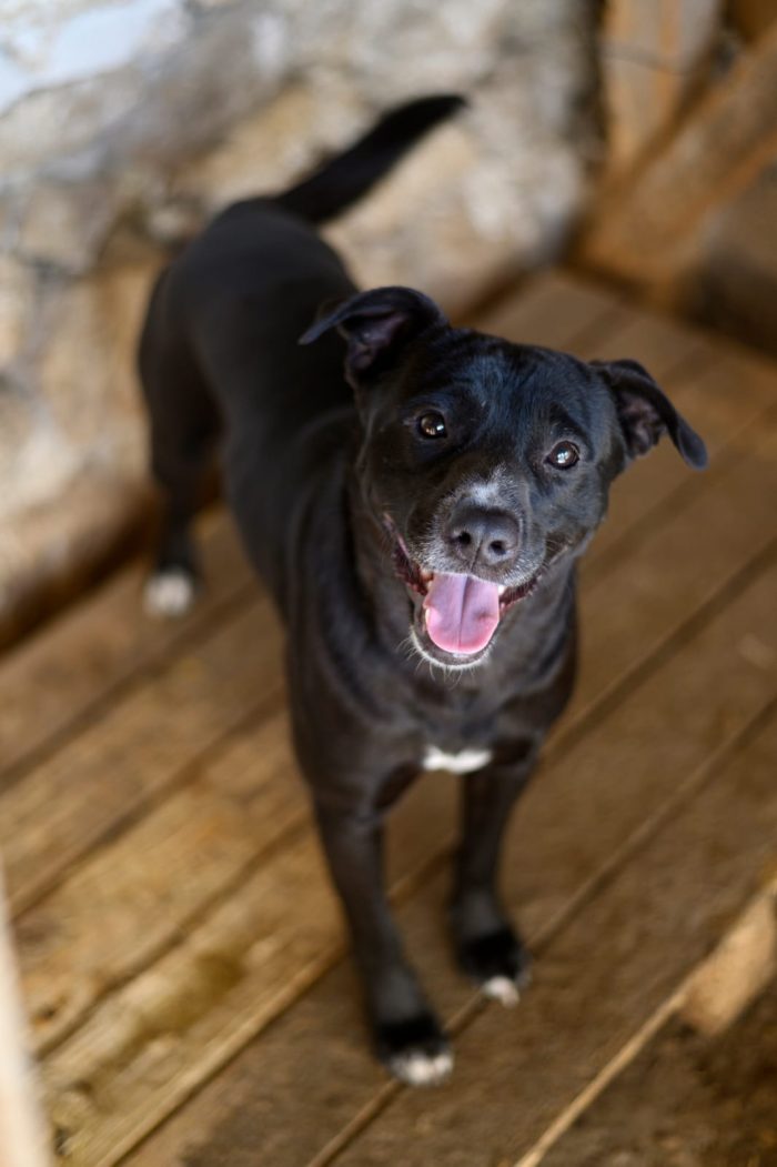 Achille, simil Pitbull in adozione