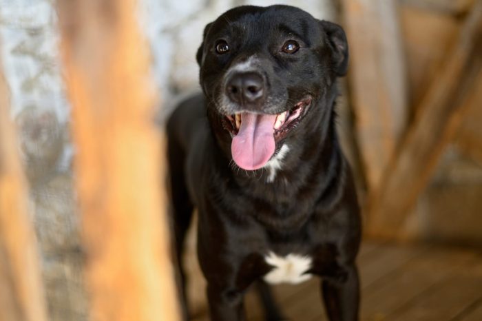 Achille, simil Pitbull in adozione