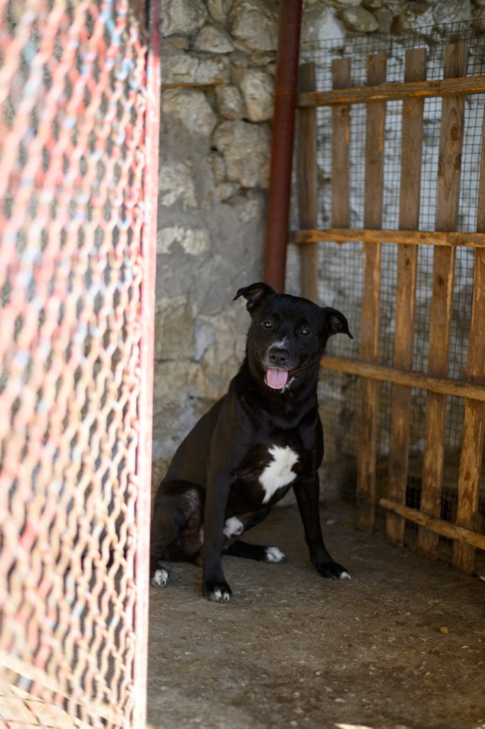 Achille, simil Pitbull in adozione