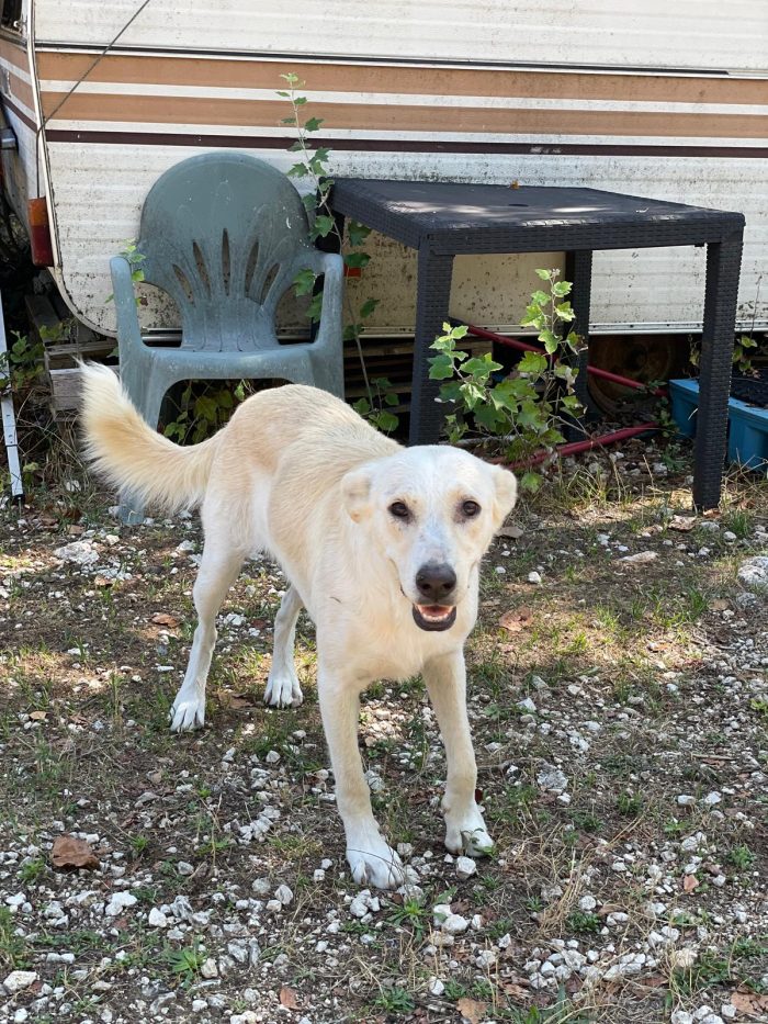 Cassie, cucciolona dolcissima da salvare