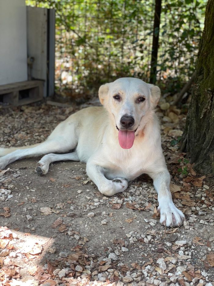 Cassie, cucciolona dolcissima da salvare