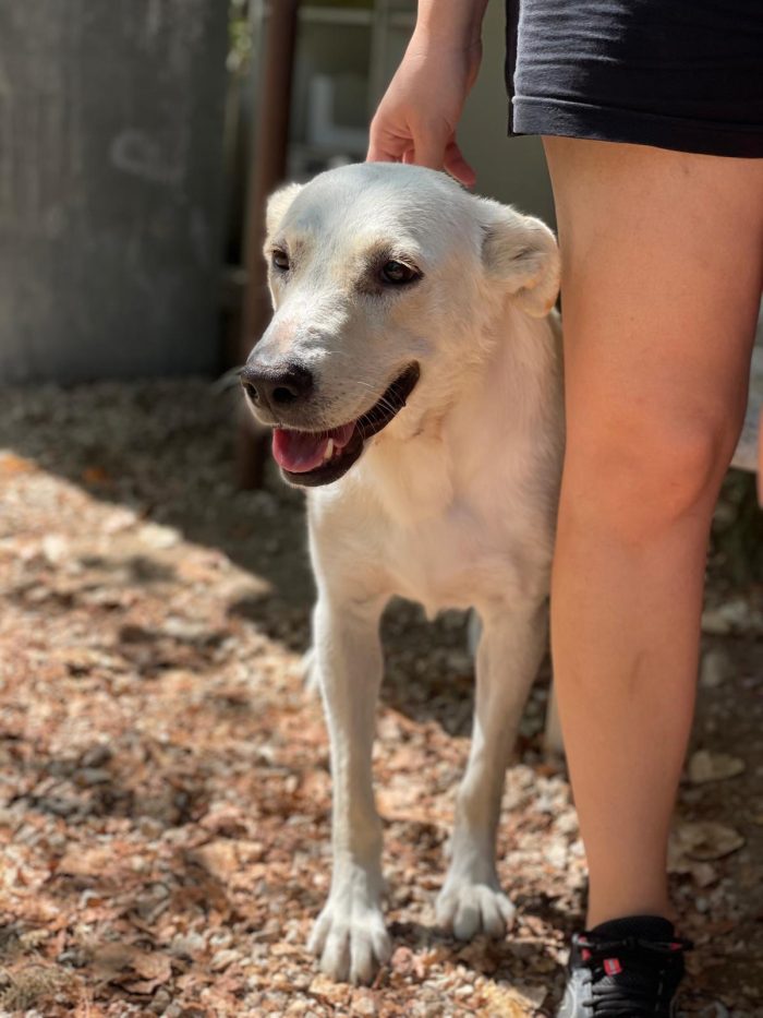 Cassie, cucciolona dolcissima da salvare