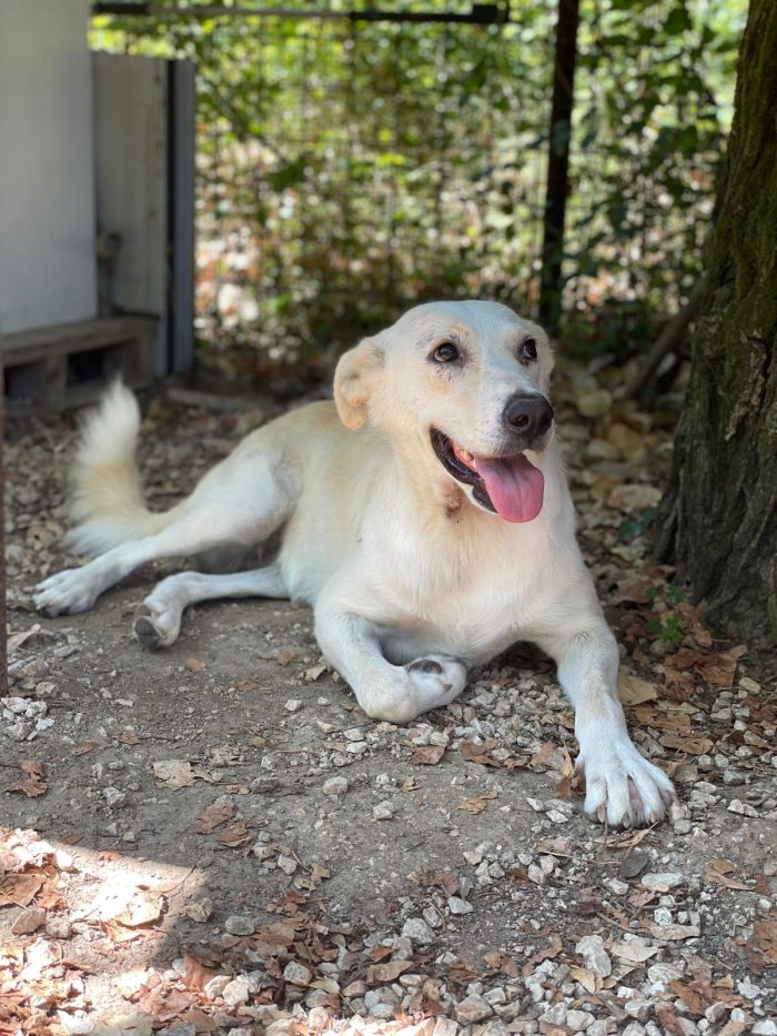 Cassie, cucciolona dolcissima da salvare - media 4