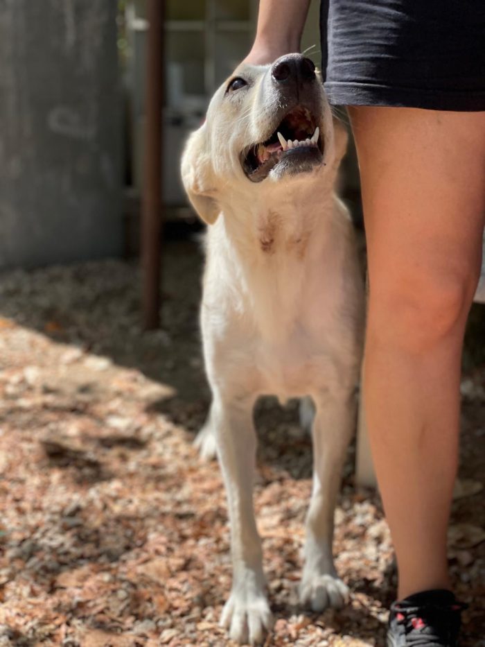 Cassie, cucciolona dolcissima da salvare - media 5