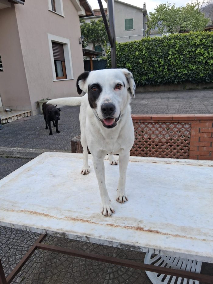 Lucy, simil Labrador da salvare