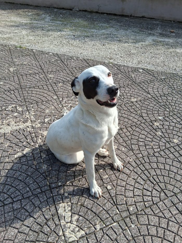 Lucy, simil Labrador da salvare