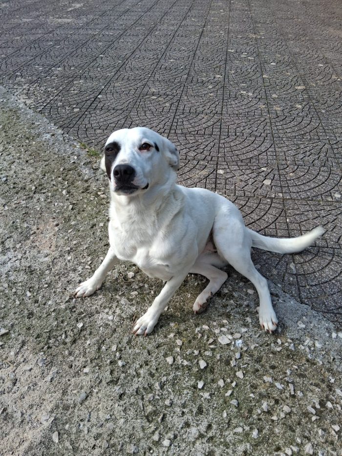 Lucy, simil Labrador da salvare