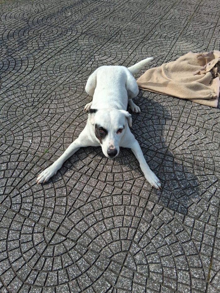 Lucy, simil Labrador da salvare - media 5