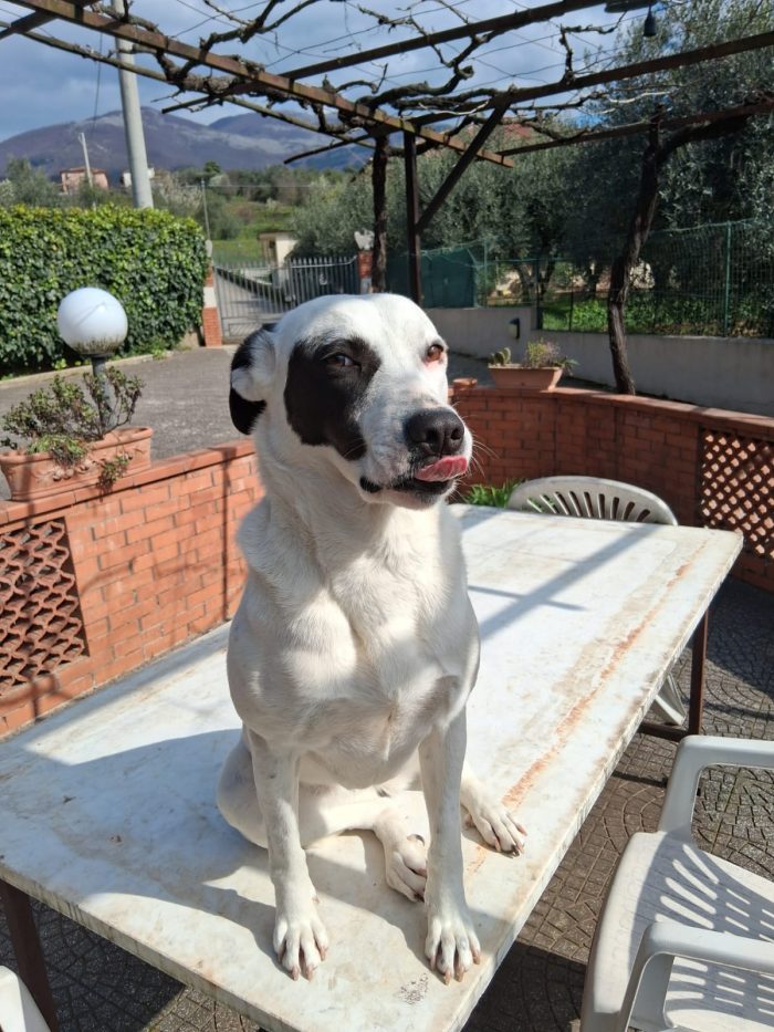 Lucy, simil Labrador da salvare - media 4