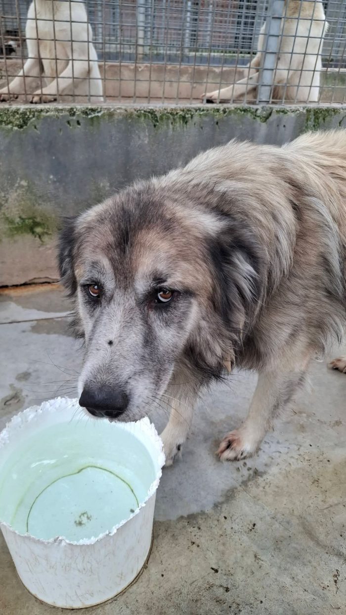 Tiberio, un cagnolone gigante triste!