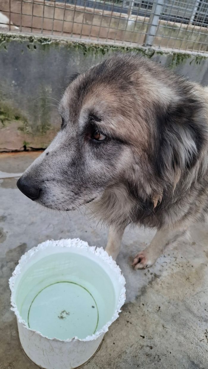 Tiberio, un cagnolone gigante triste!