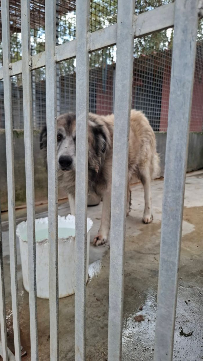 Tiberio, un cagnolone gigante triste!