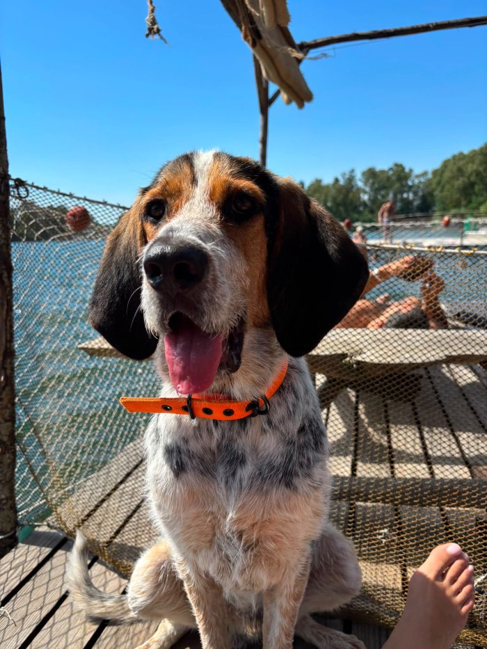Max, mix bracco/spinone!