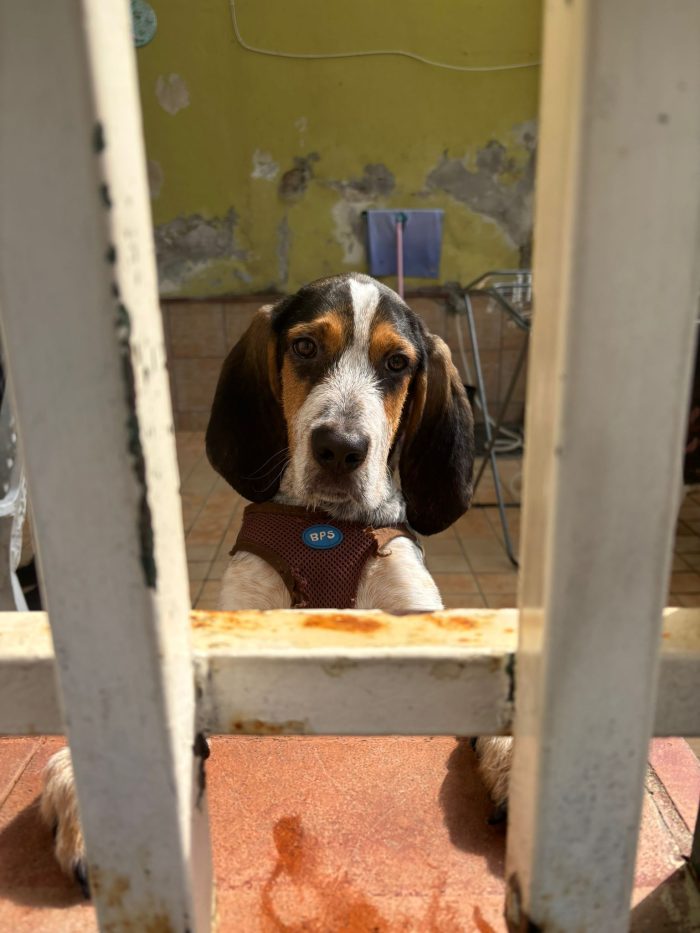 Max, mix bracco/spinone!