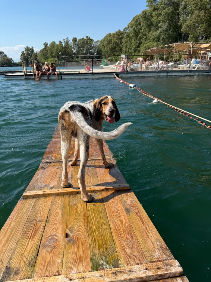 Max, mix bracco/spinone!