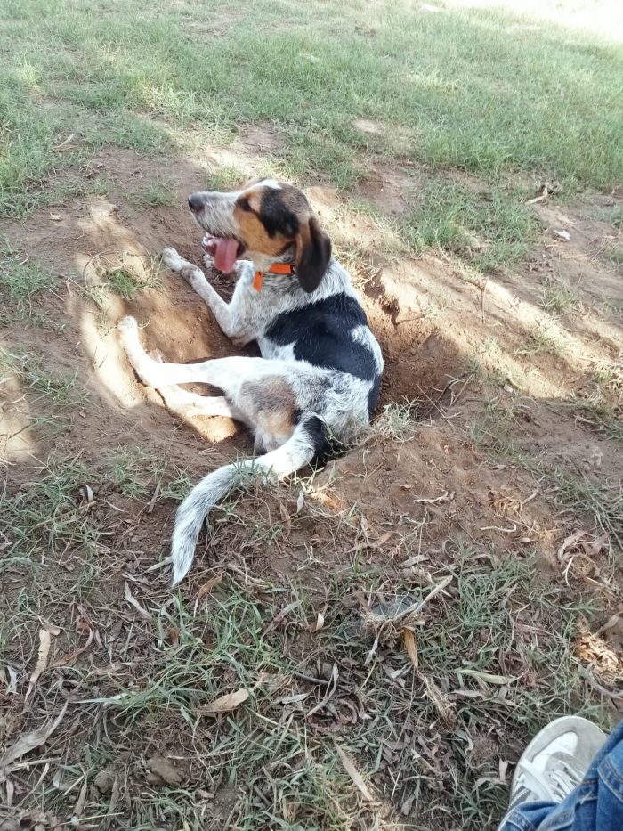 Max, mix bracco/spinone! - media 4