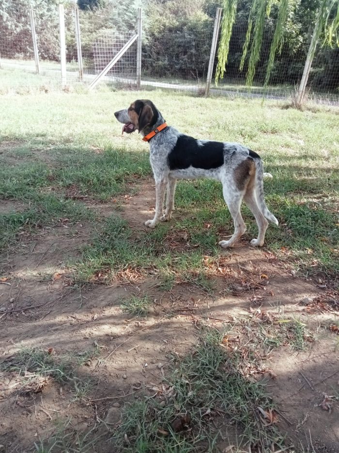 Max, mix bracco/spinone! - media 5