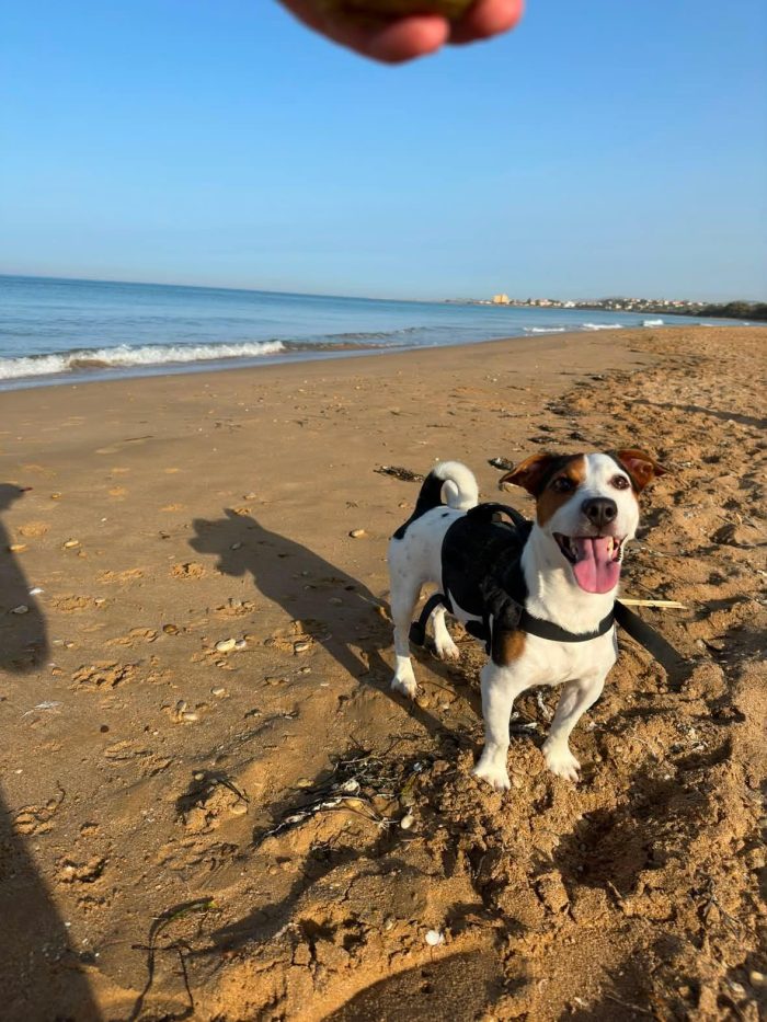 Paco, simil jack russell!