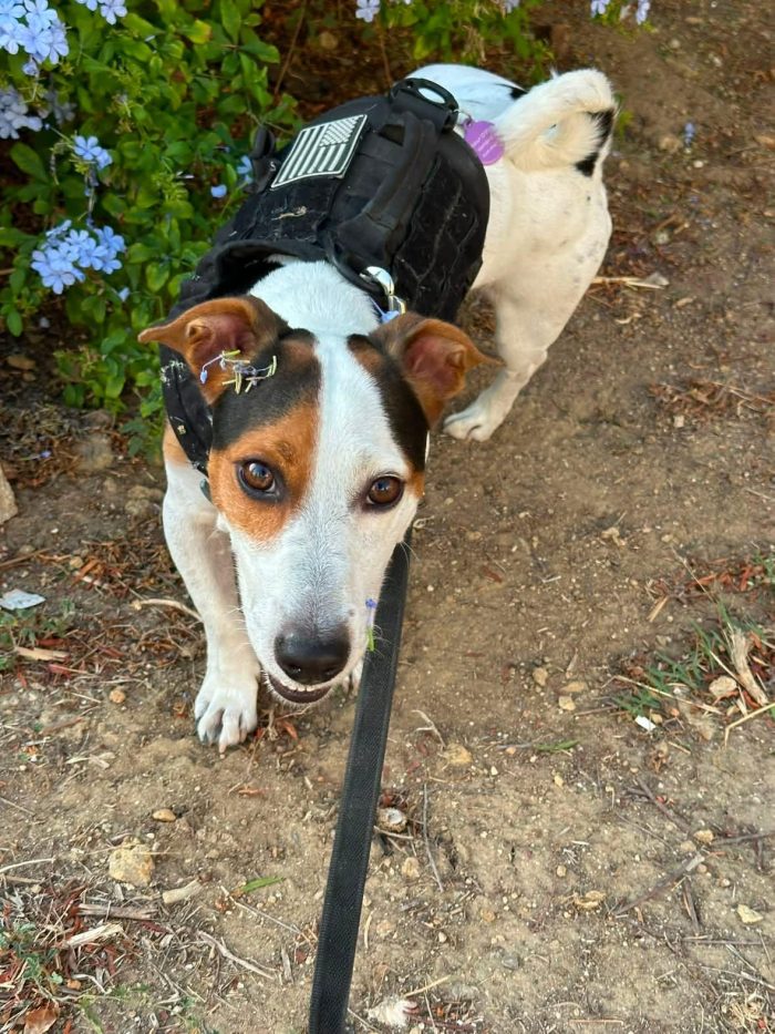 Paco, simil jack russell!