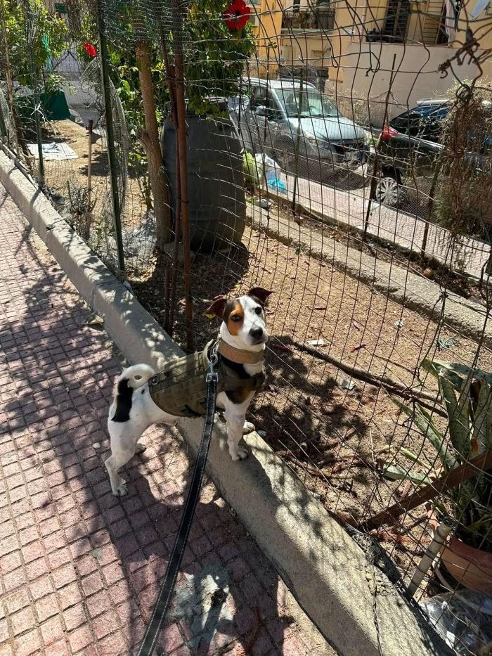 Paco, simil jack russell!