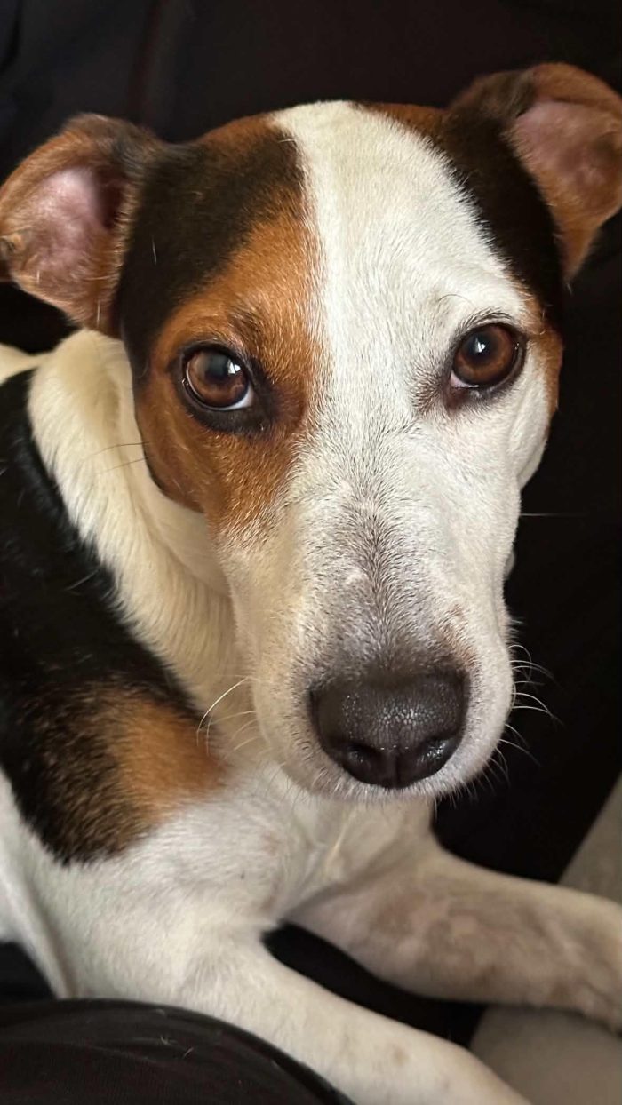 Paco, simil jack russell! - media 4