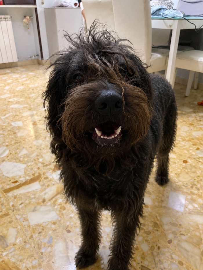 Diego, mix spinone e yorkshire terrier!