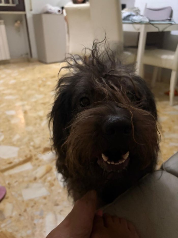 Diego, mix spinone e yorkshire terrier!