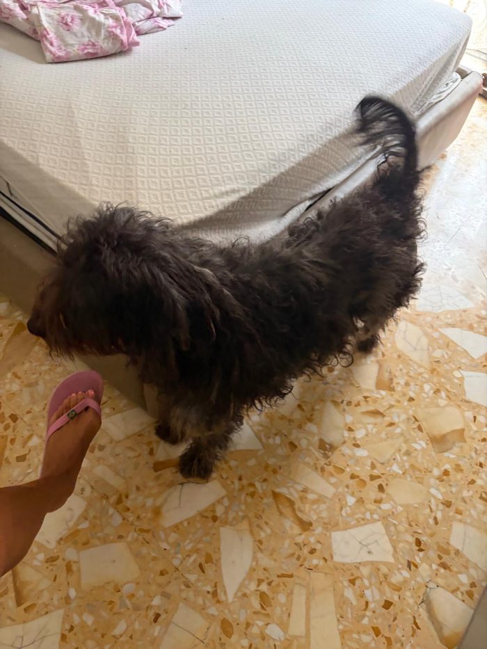 Diego, mix spinone e yorkshire terrier! - media 4