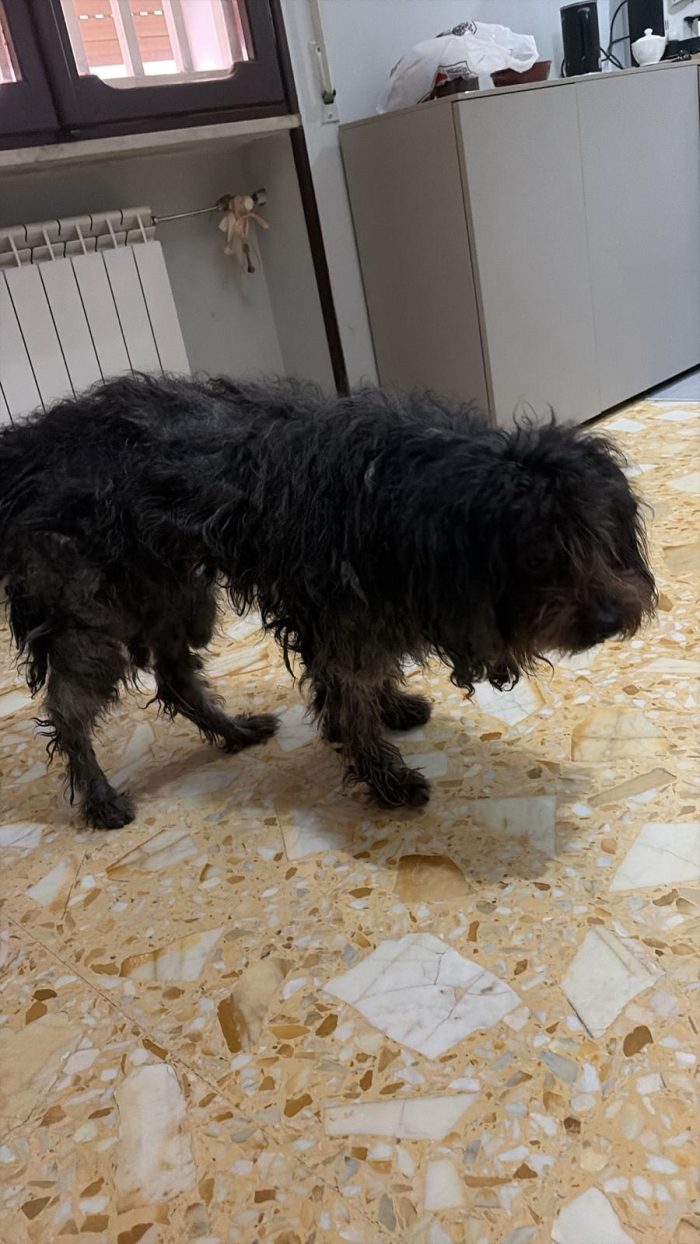 Diego, mix spinone e yorkshire terrier!