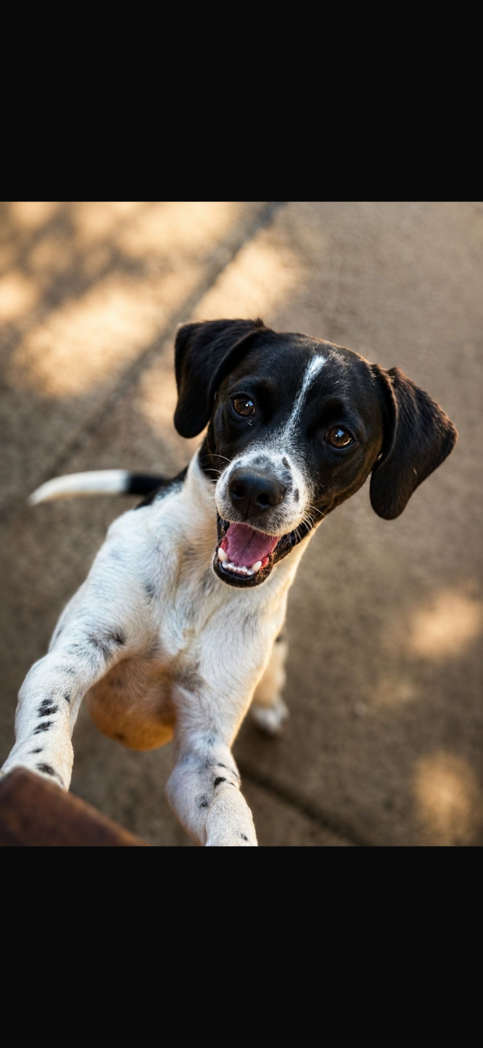 Bruce il simil pointer
