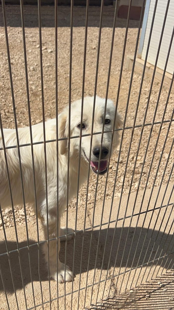 Luna dolcissima cucciolona simil golden retriever