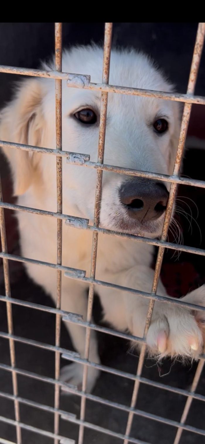 Luna dolcissima cucciolona simil golden retriever