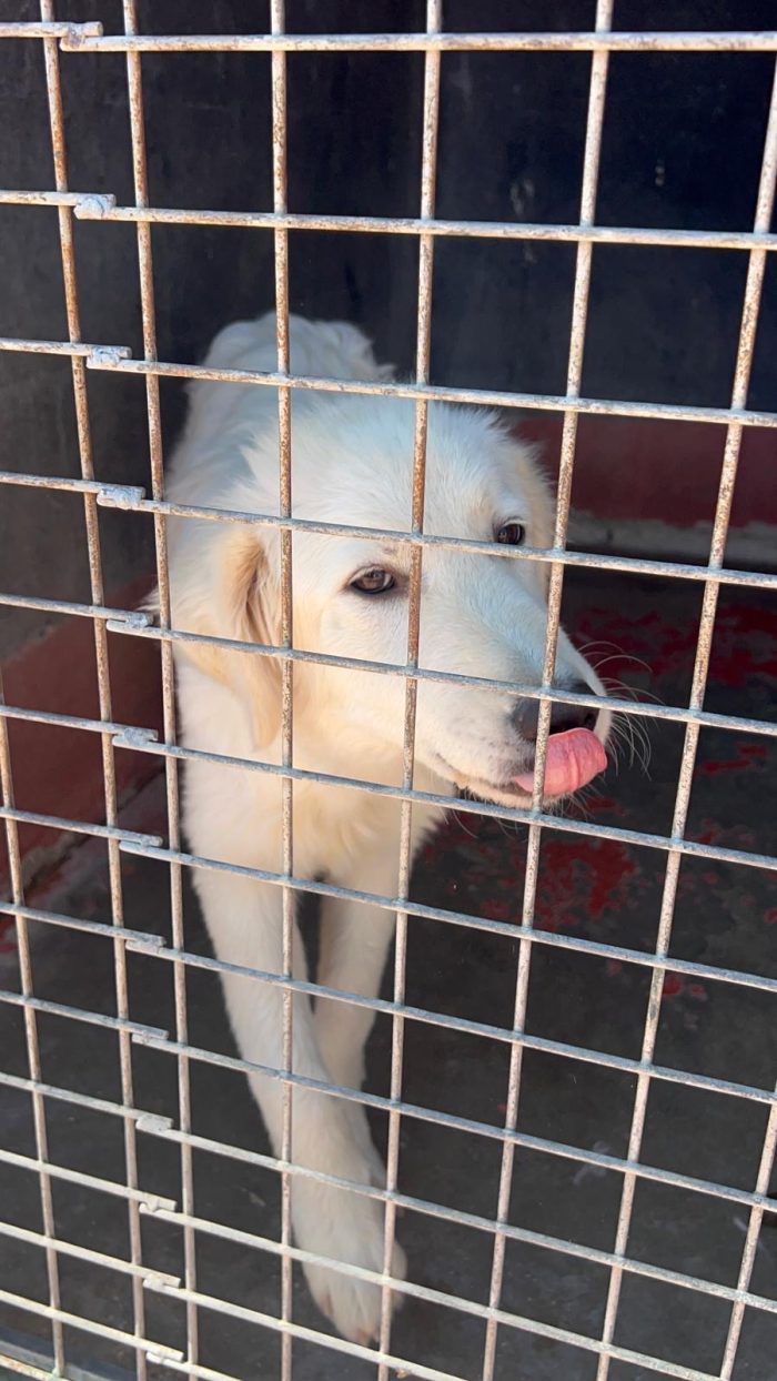 Luna dolcissima cucciolona simil golden retriever