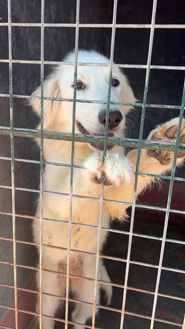 Menta dolcissima cucciolona simil golden retriever