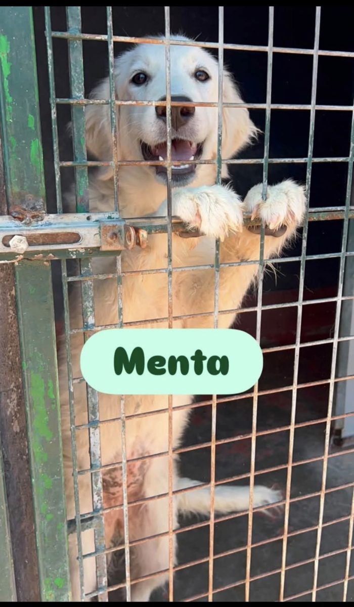Menta dolcissima cucciolona simil golden retriever