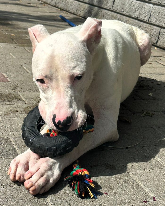 ALBINO GENTILE DOGO