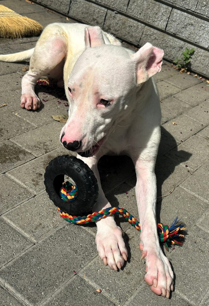 ALBINO GENTILE DOGO