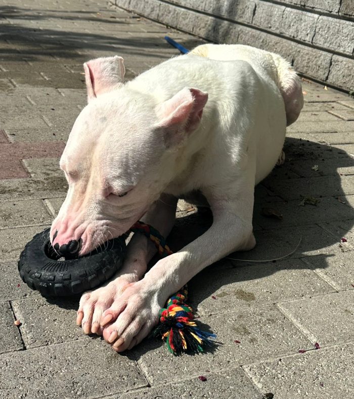 ALBINO GENTILE DOGO