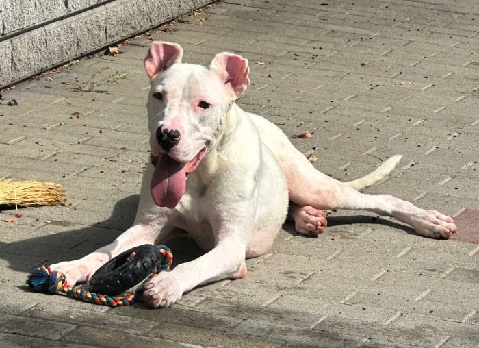 ALBINO GENTILE DOGO - media 6