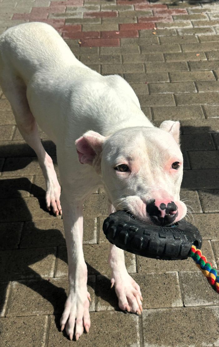 ALBINO GENTILE DOGO - media 5